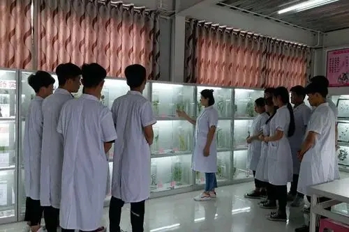 石家庄天使护士学校中药专业介绍